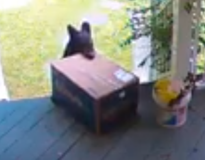 Bear steals hot sale chewy box