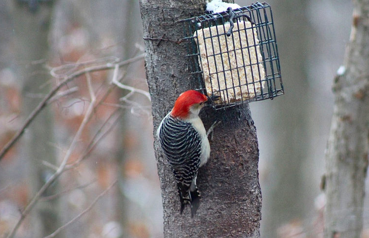 5 Basics For Backyard Bird Feeders Titantown Sports Wcn247 Com