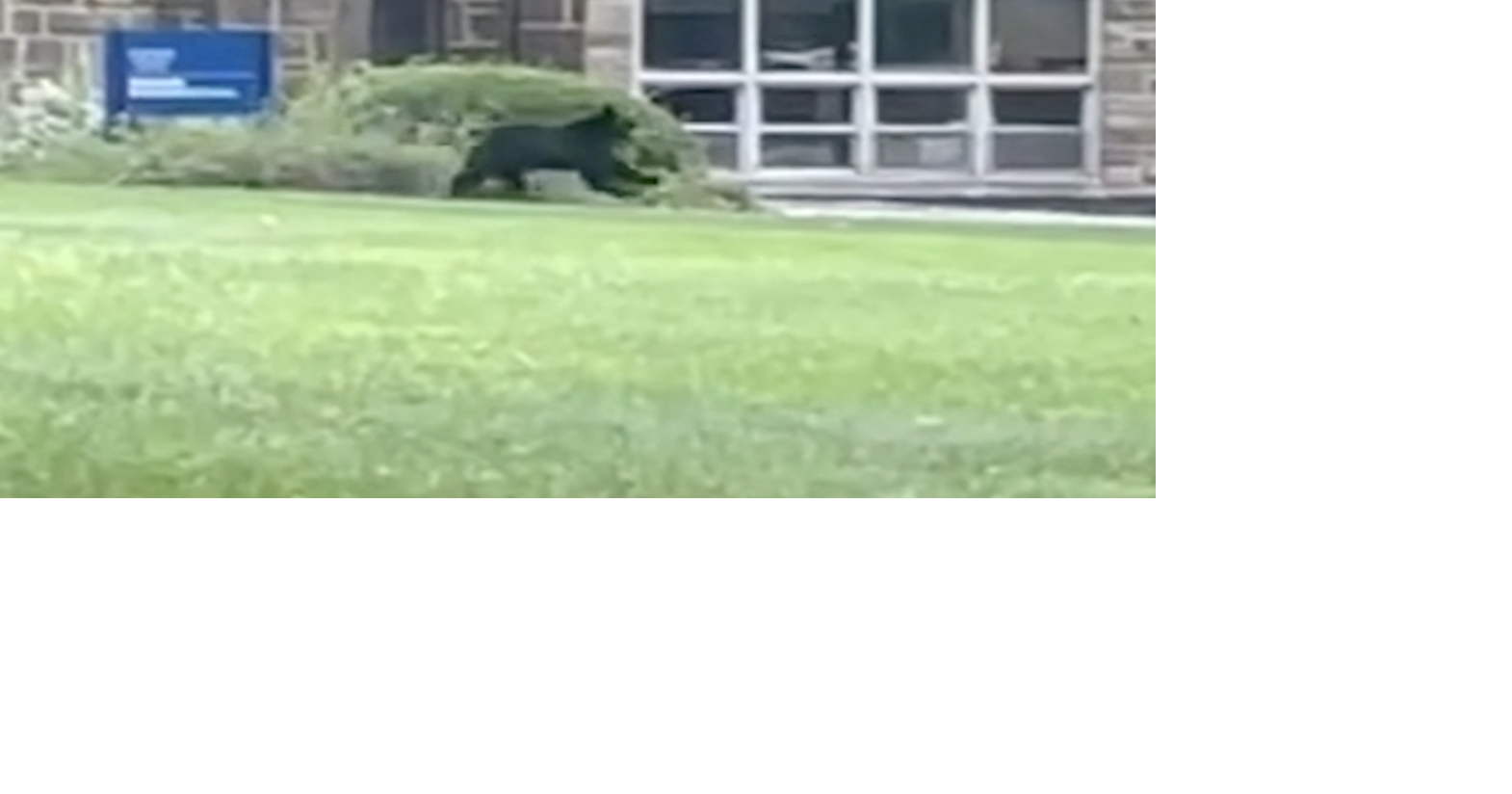 Yik Yak Bear video shows wild life on campus | Our Campus