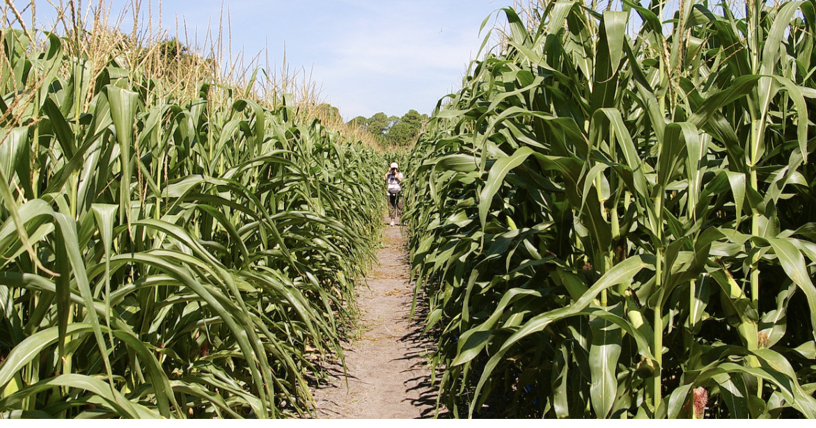 Listen! Harvest adventure time at Coolspring Corn Maze Off Campus
