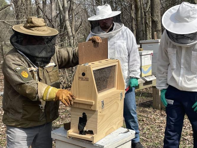 Bee Vip Waking Up Westminster’s Bees | Buzzfeed/Westminster Bee Company ...