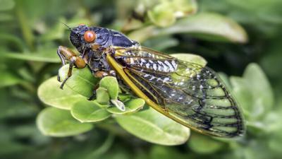 Cicada invasion: After 17 years underground, billions to emerge this spring