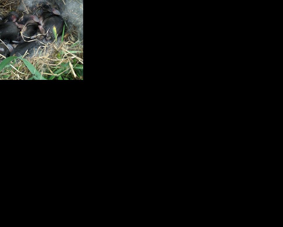 Spring Wildlife Safety and Treatment | Local News | wcsjnews.com