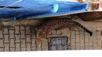 6 injured after wild leopard terrorizes Indian city