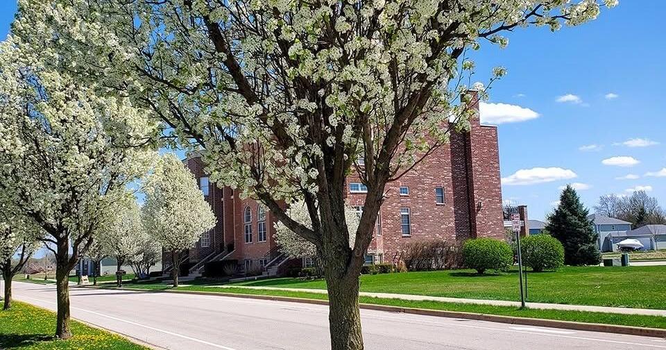 Village Budgets $100K for Parkway Tree Replacements