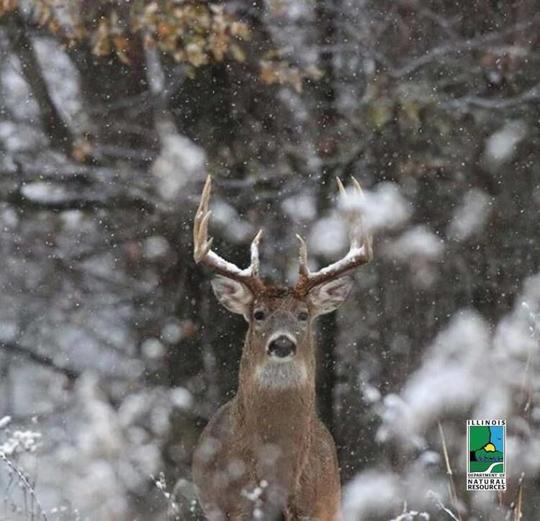 Deer Hunting Totals In Illinois Down Statewide Local News