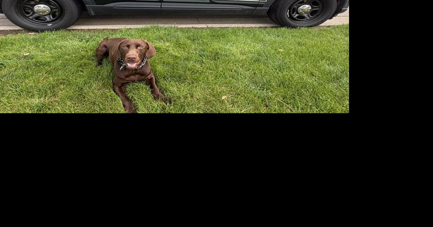 Channahon Police K9 Atlas Receives Bullet & Stab Protective Vest