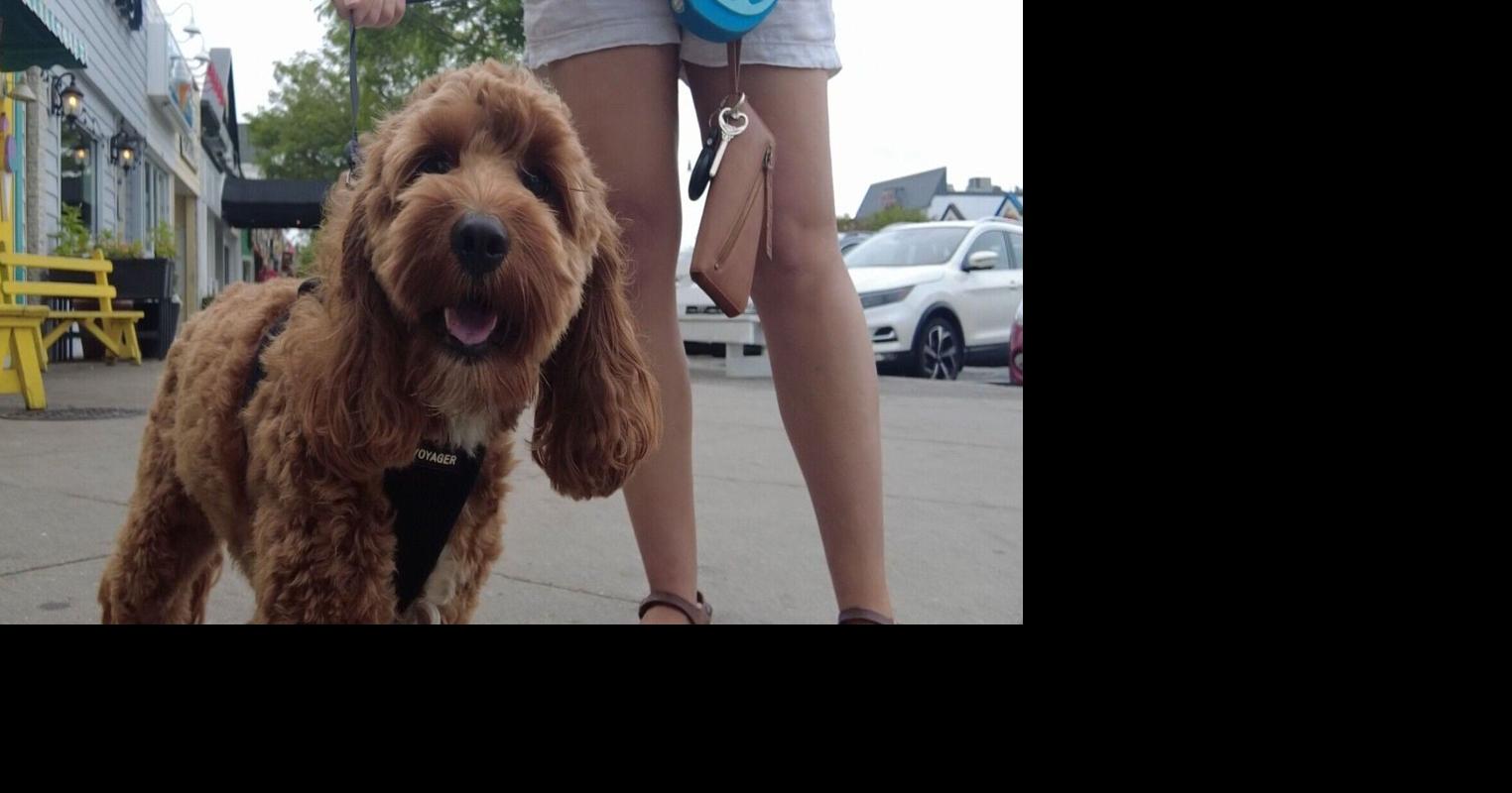 Leash up or stay home: Beach towns roll out summer pet rules