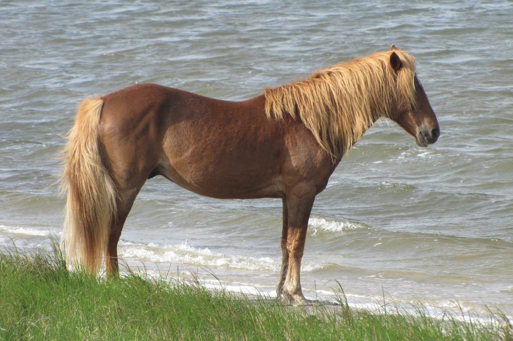 The Assateauge Incident