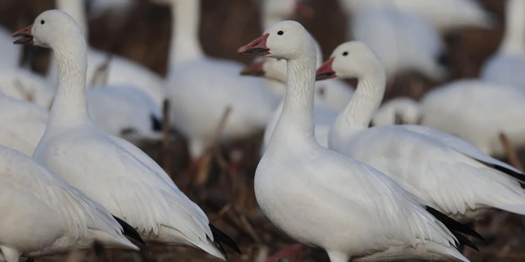 Snow goose tests presumptive positive for avian influenza in Kent ...