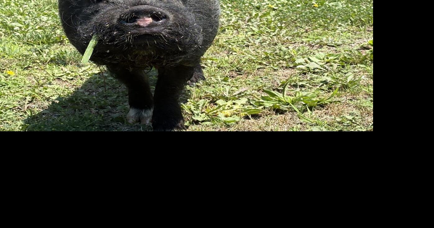 Fred, a two-year-old pig who was recently rescued after running loose in Felton