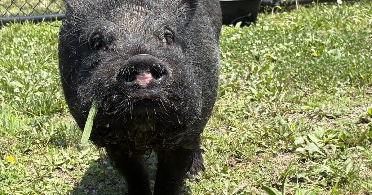 Fred, a two-year-old pig who was recently rescued after running loose in Felton