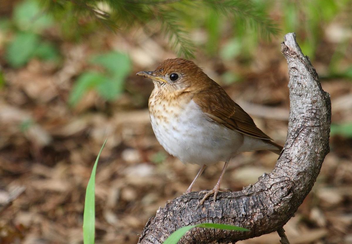 'Veery' smart birds Del State professor's research into songbirds