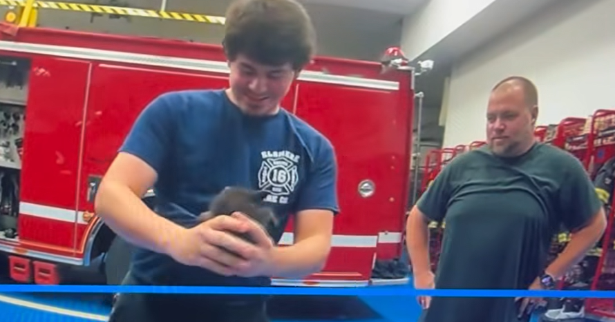 How a trapped kitten was rescued from under a squad car