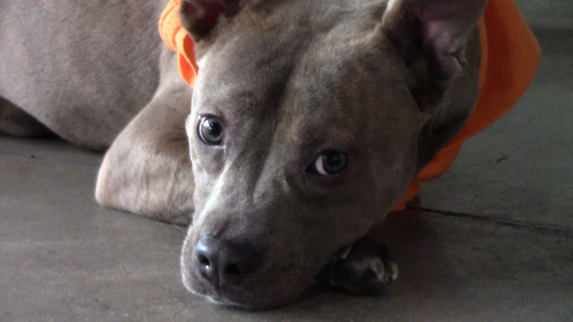 VIDEO | 300K shelter animals have been transported for adoption – how does it happen?