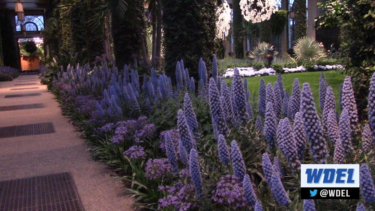 Video Escape Those Winter Blues At Longwood Gardens New Debut