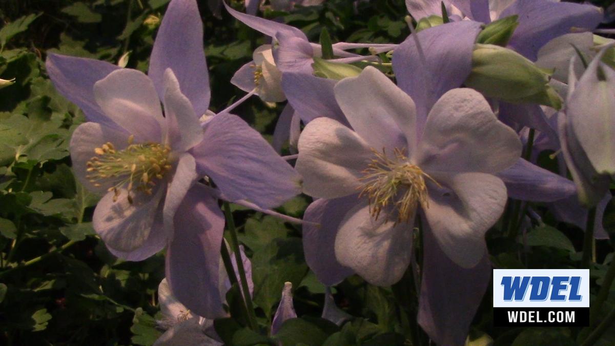 Video Escape Those Winter Blues At Longwood Gardens New Debut