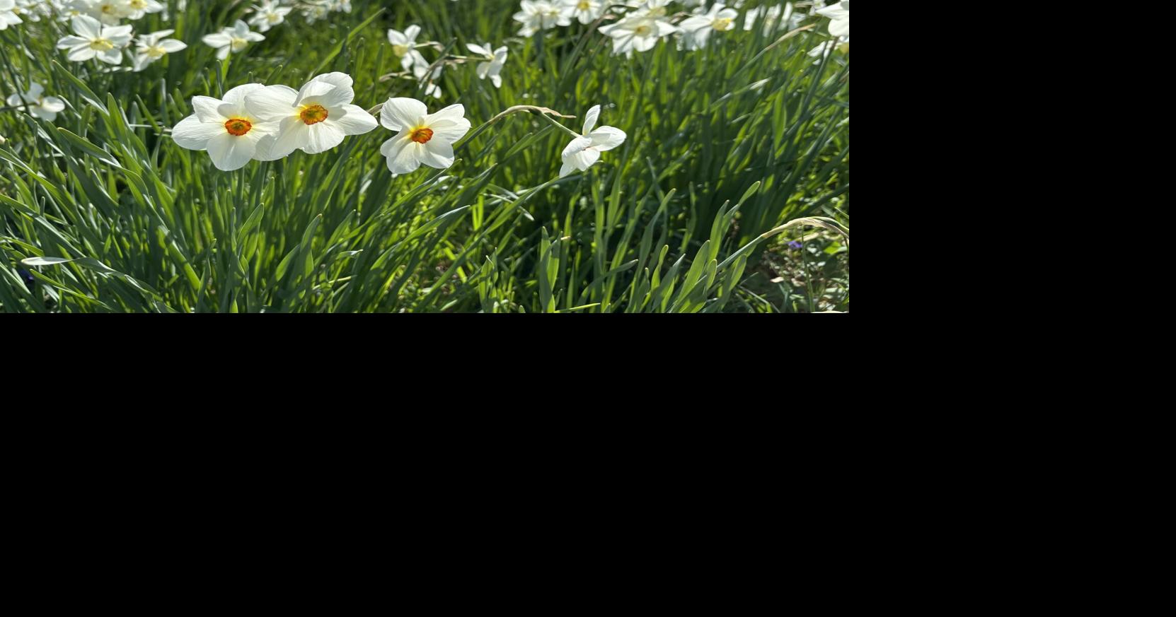 Daffodils | | wdel.com