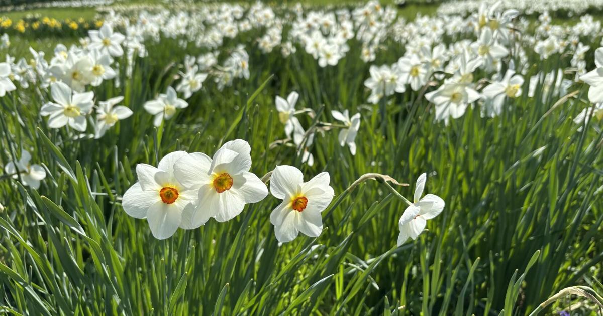 Daffodils | | wdel.com