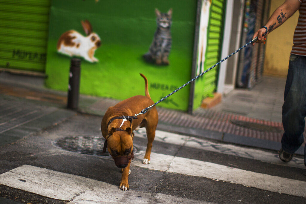 Wilmington City Council vaults fines for unleashed dogs