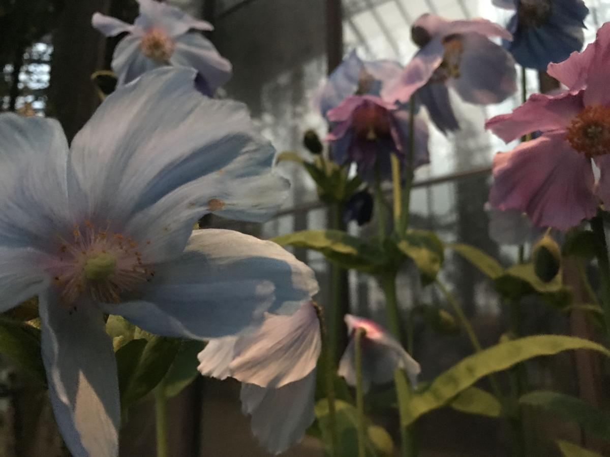 Video Escape Those Winter Blues At Longwood Gardens New Debut