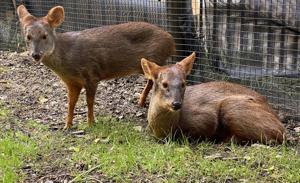 Brandywine Zoo’s rare southern pudu dies
