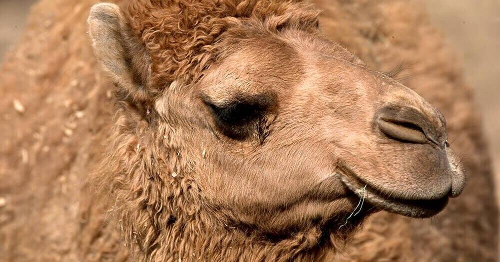 Man killed after camel falls on him in Felton