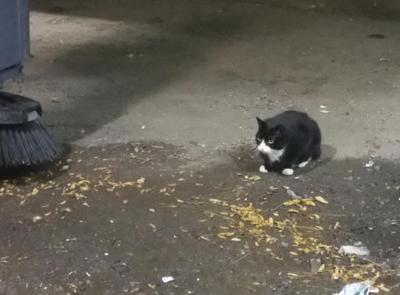 Pittsburgh Man Killed Homeless Cats For Pooping On His Sidewalk