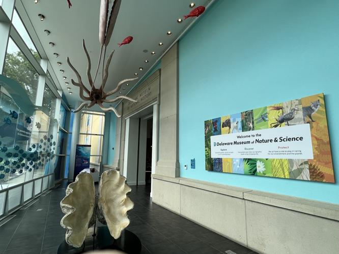 A labor of love' | Revamped Delaware Museum of Nature and ...