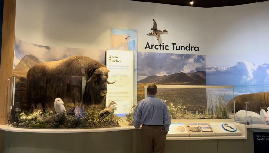 A labor of love' | Revamped Delaware Museum of Nature and ...