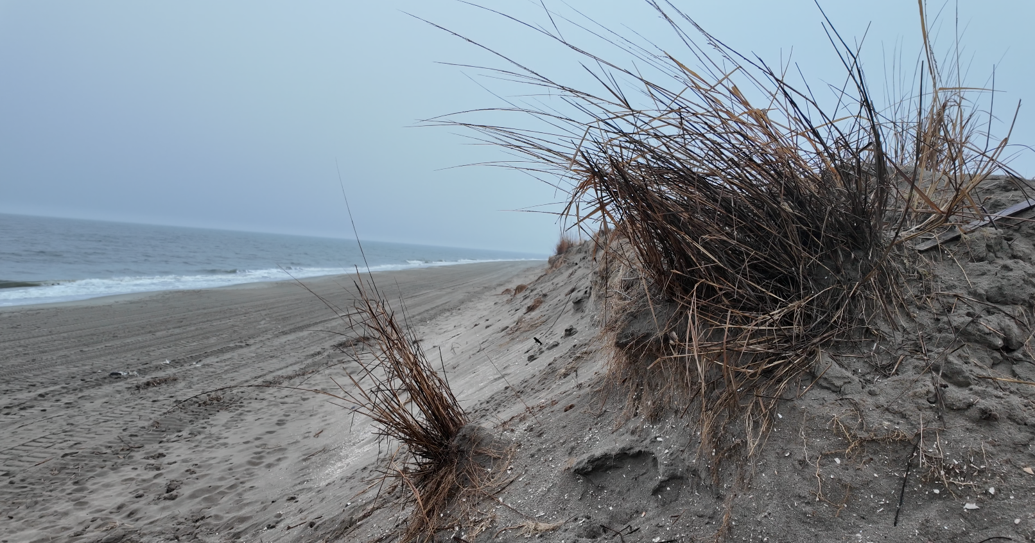 DNREC begins dune realignment on Broadkill Beach's severely eroded dunes