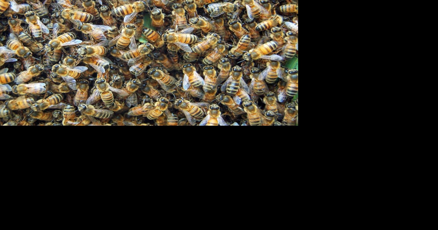 Bees reported stolen from Delmar beekeeper | The Latest from WDEL News ...