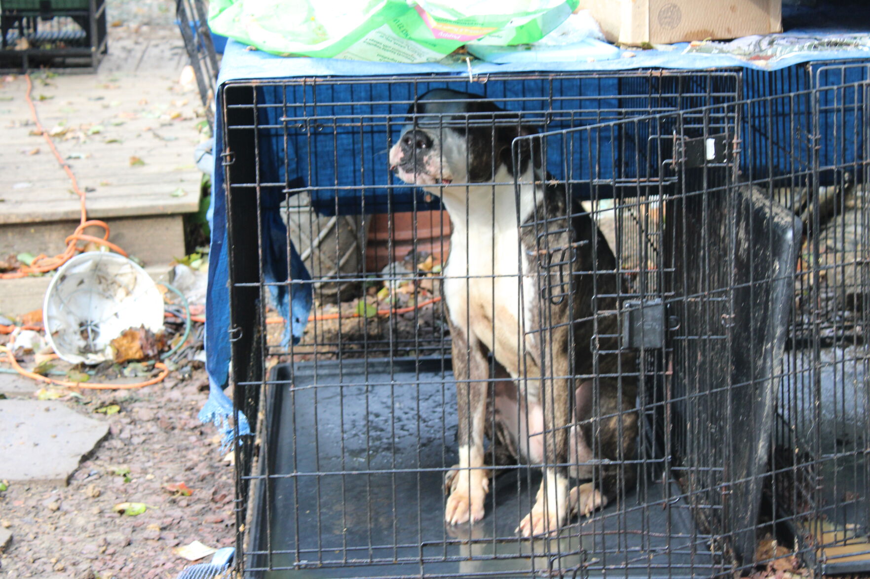 Man who claimed to protect animals charged with animal cruelty