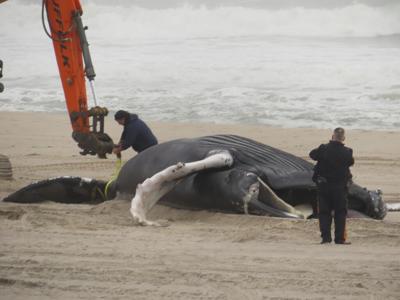 Offshore Wind Dead Whales