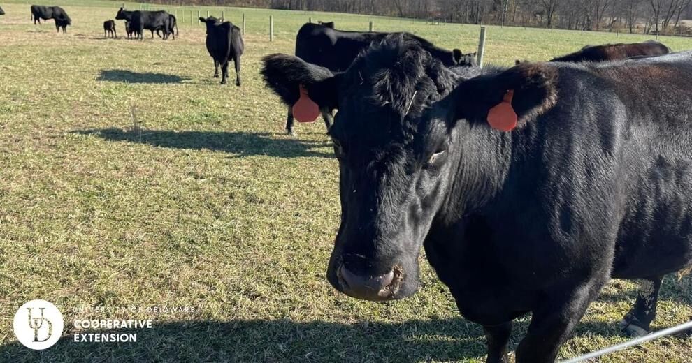 University of Delaware launches new tool for Ag and Aquaculture Communities