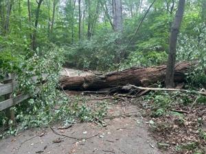 Downed tree closes part of Delaware Greenways Trail in Rockwood Park