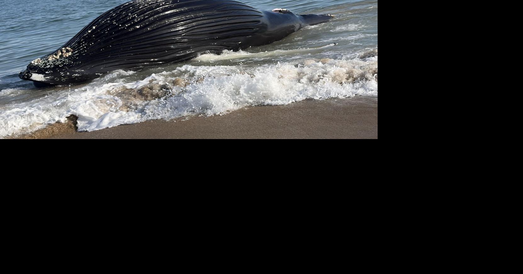 Dead whale found off the coast of Bethany Beach