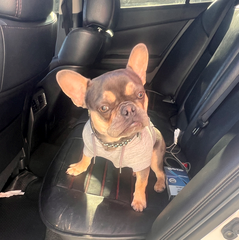 French bulldog taken from Wilmington home in early morning break-in
