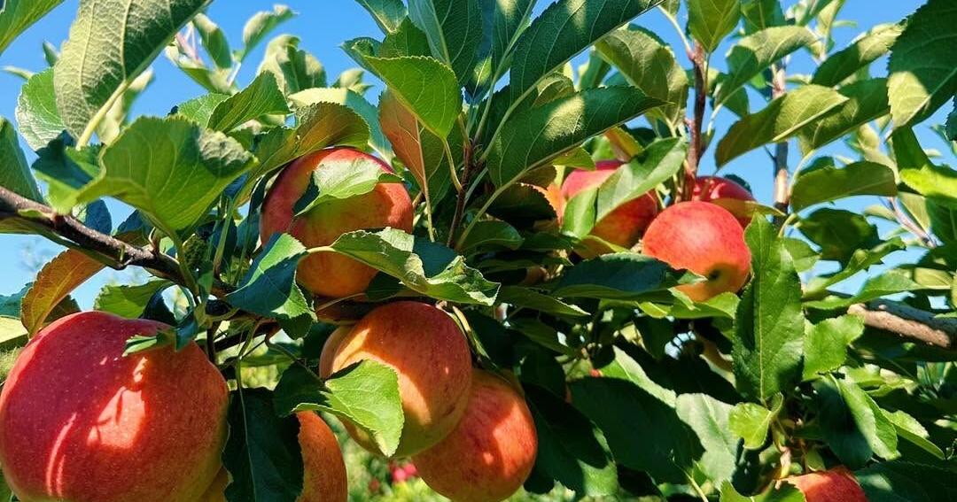 Milburn Orchards seeing sharply reduced apple crop due to April freeze