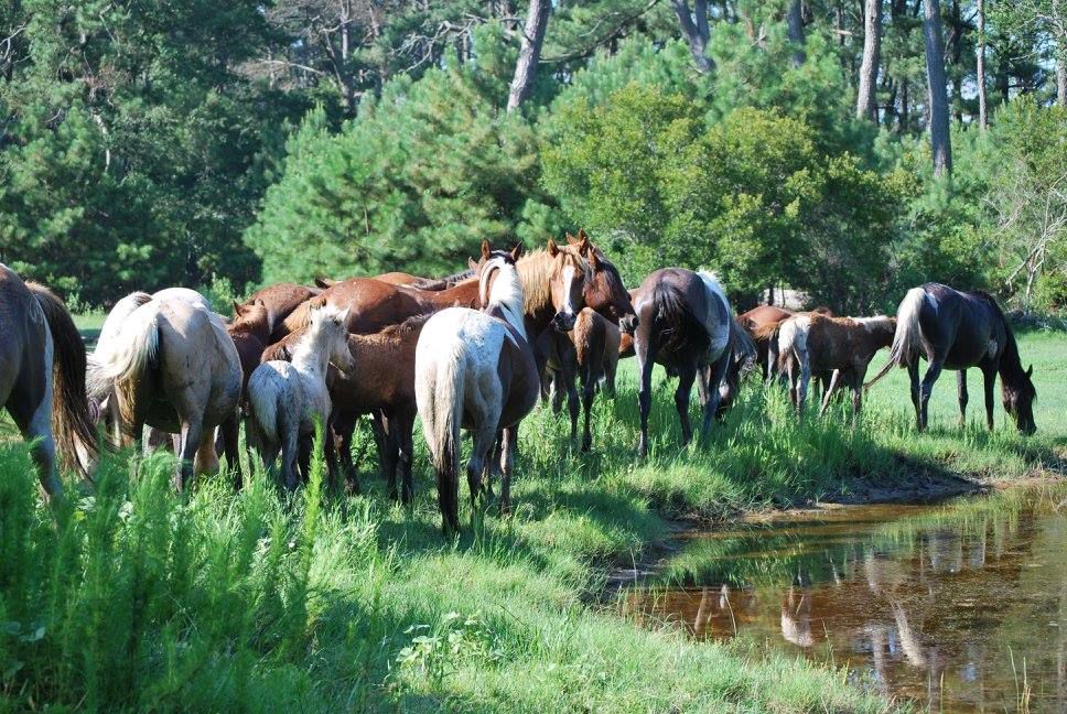 Chincoteague Pony Swim set for Wednesday afternoon