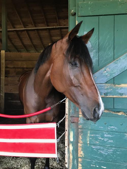 Escape Clause relaxes in her stall at Delaware Park ahead of Saturday's Delaware Handicap