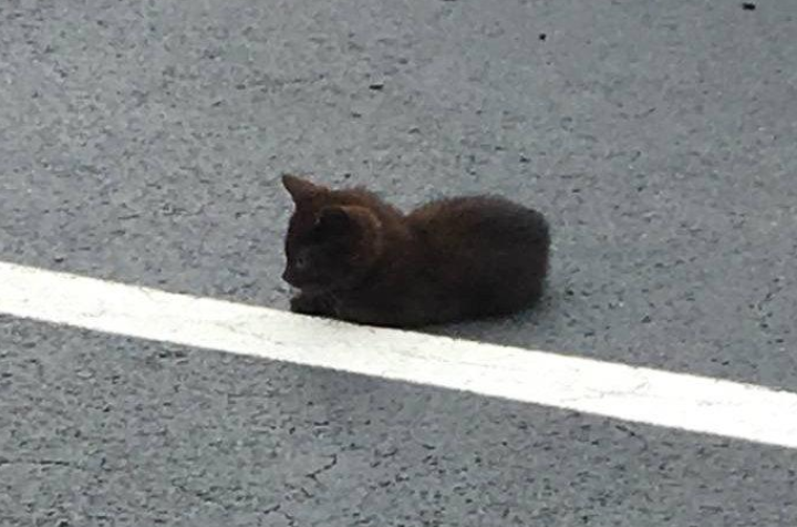 Peta Demands Criminal Investigation Sussex County Kitten Left