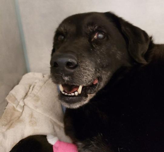 Rooting for Cotton | Brandywine Valley SPCA, community rally to pay for  medical care for dog saved from Union Park Gardens fire | The Latest from  WDEL News 