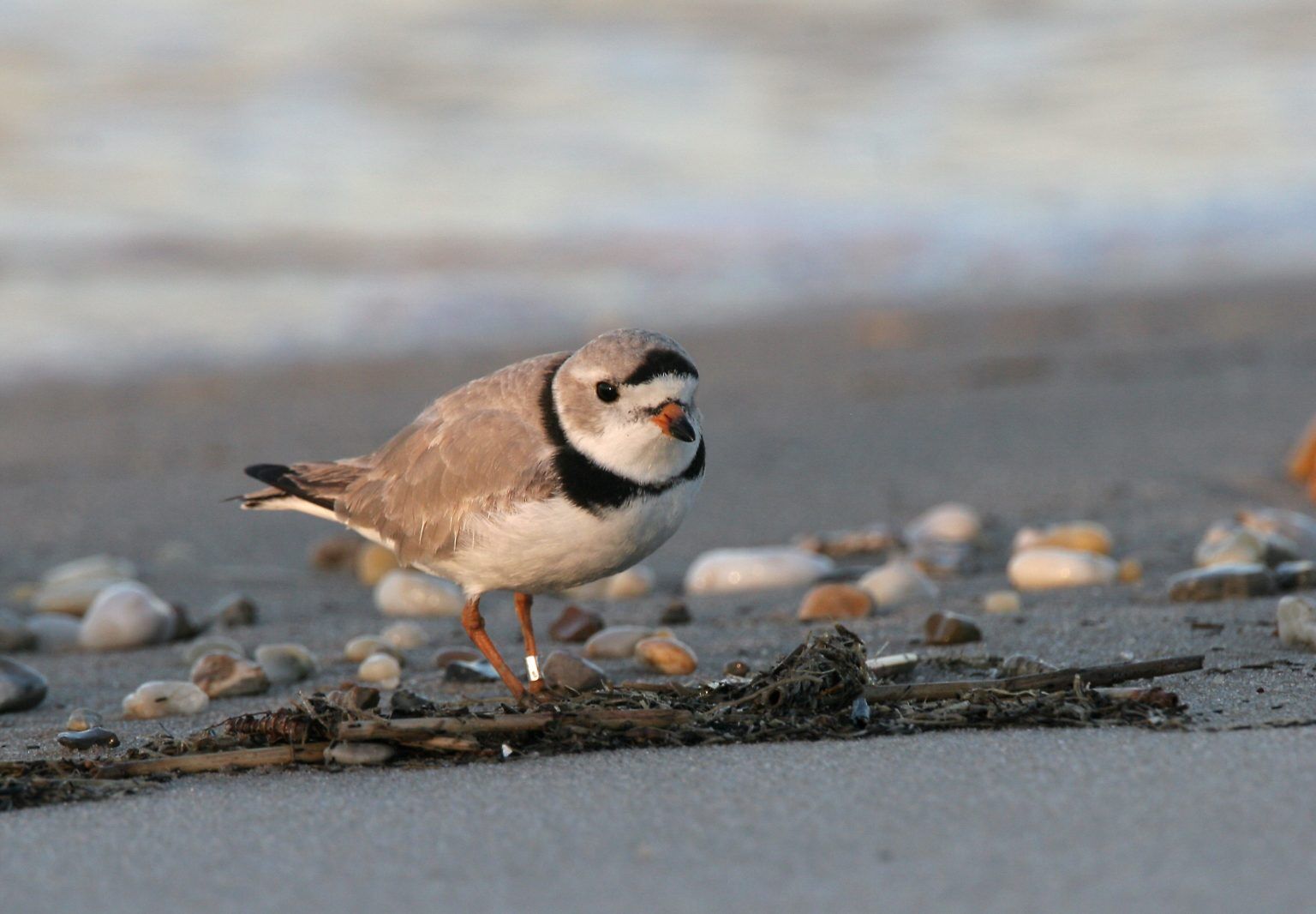 DNREC: Piping Plover Population Declines