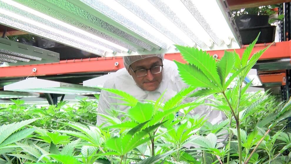 Meyer tours Milford cannabis facility ahead of adult-use market launch