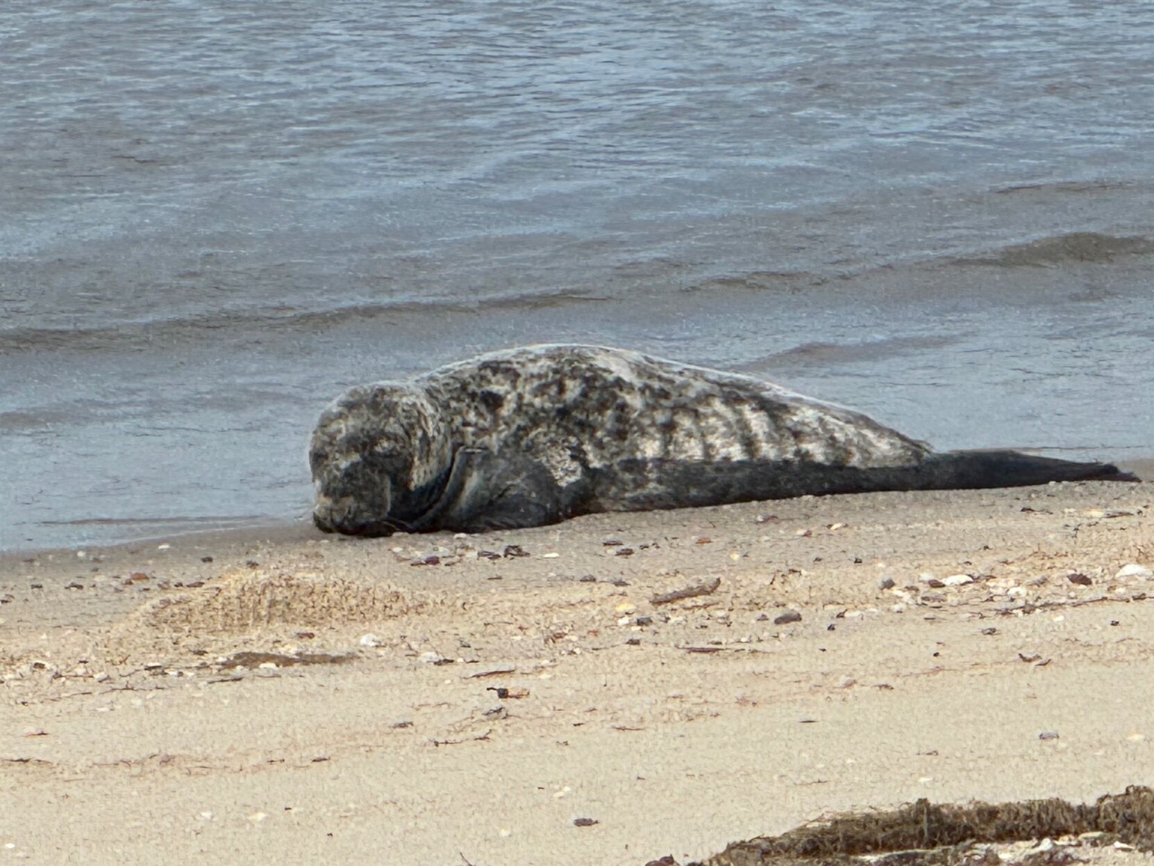 MERR tracks 5 seals along Delaware coast during Easter Weekend