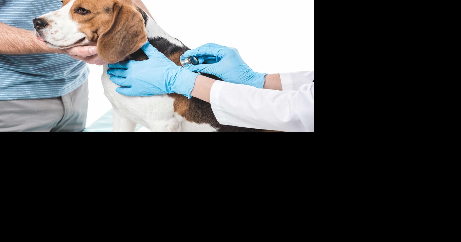 Delaware bill would require vets to report suspected animal cruelty