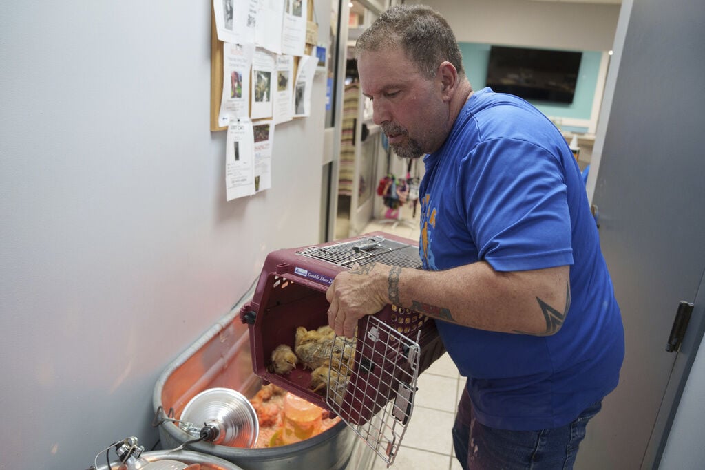 Thousands of chicks found abandoned in USPS truck have been adopted