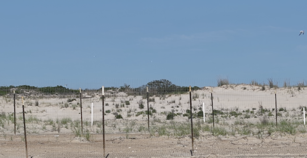 The Point to reopen in Cape Henlopen State Park after successful nesting for birds