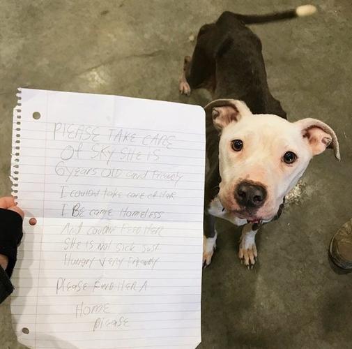 VIDEO 'Please find her a home'' underfed dog, with a note, dropped off at Delaware Humane